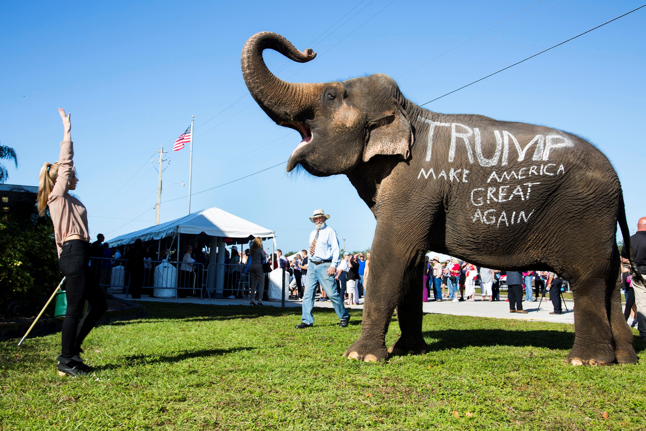 trumpephant