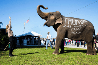 trumpephant